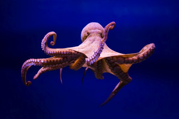 Kraken новая ссылка