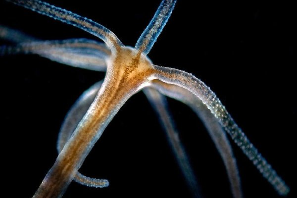 Kraken darknet зеркала